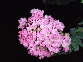 jarul boom is een bekend boom in onze land. jarul bloem maakt deze natuur van zomer vergeten de pijn van heet dag. jarul bloem planten meestal toenemen Aan hun eigen verlaten door bermen of in steegjes foto