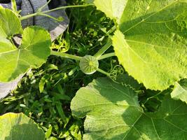 door aan het eten pompoen groenen, u kan krijgen ontdoen van veel ziekten inclusief diabetes controle, oog problemen. laten we weten de voordelen van zoet pompoen Groenen - huid verhelderend pompoen rijk in vitamine een en c foto