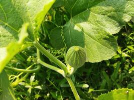 door aan het eten pompoen groenen, u kan krijgen ontdoen van veel ziekten inclusief diabetes controle, oog problemen. laten we weten de voordelen van zoet pompoen Groenen - huid verhelderend pompoen rijk in vitamine een en c foto