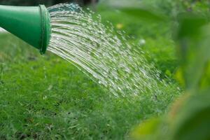 gieter dille en vers gegroeid groen planten van tuin bed. water druppels Aan groen achtergrond in huis tuin. oogsten cottagecore levensstijl foto