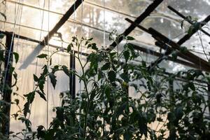 rijp rood kers tomaat planten groeit in glas serre. vers bundel van natuurlijk eco vriendelijk tomaten in biologisch groente tuin. duurzame landbouw foto