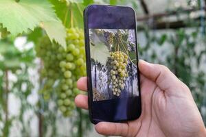 hand- van wijnmaker fotograferen groen druiven oogst in tuin met smartphone. online verkoop door sociaal media plaatselijk gegroeid biologisch groenten van serre. slim landbouw technologie concept foto