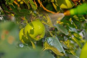 dichtbij omhoog van sproeien insecticiden en pesticiden appel in tuin Open lucht gedurende zonsondergang. oogst bescherming. biologisch huis tuinieren en teelt van groen concept. plaatselijk gegroeid vers fruit foto