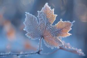 vorst patronen Aan een blad in vroeg ochtend- foto