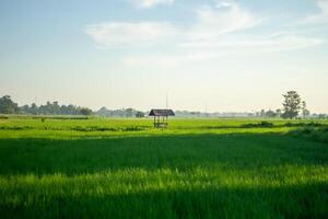 landschap van rijstveld velden met een gemakkelijk hut in de midden- van de velden foto