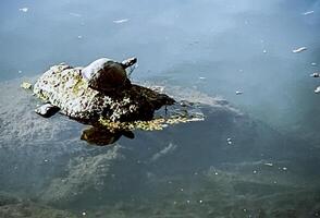 schildpad op een rots foto