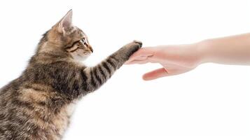 kat high-five, mens-dier interactie, huisdier bonding moment, gestreept katje verbinding, vriendelijk poot gebaar foto