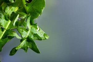 geel paardebloem met water druppels in studio foto