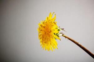 geel paardebloem met water druppels in studio foto