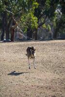 kangoeroes in phillip eiland dieren in het wild park foto