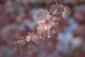 mooi bloeiend boom. voorjaar kleurrijk achtergrond met bloemen. natuur in voorjaar tijd - mooi hoor zonnig dag. foto