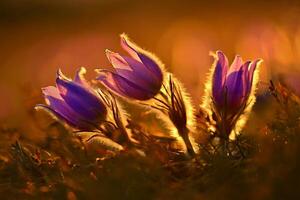 lente seizoen. prachtig voorjaar bloemen bloeiende pasque bloem in de zonsondergang met een natuurlijk gekleurde achtergrond. pulsatilla grandis foto