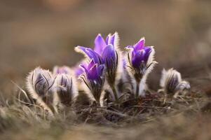 voorjaar bloemen. prachtig bloeiende pasque bloem en zon met een natuurlijk gekleurde achtergrond. pulsatilla grandis foto