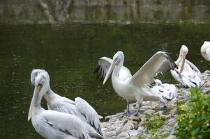 wild pelikaan Aan meer foto