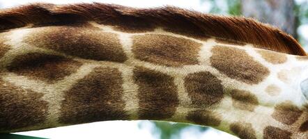 hoofd van een giraffe, safari Aan een dierentuin foto
