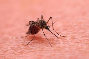 een mug dat draagt dengue koorts en zika virus is zuigen bloed Aan een personen huid. foto