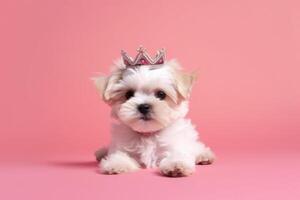 wit Maltees hond vervelend zilver kroon met robijnen Aan haar hoofd, houdende in centrum van roze solide achtergrond. Koninklijk ras, koningin hond. mode schoonheid voor huisdieren. foto