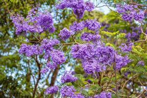 bloeiend jacaranda. dichtbij omhoog. brisbane, Australië foto