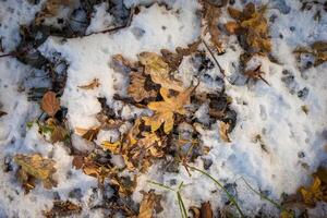 herfst park na de eerste sneeuw in oktober foto