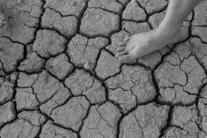 naakt menselijk blote voeten Aan droog bodem met groeit boom foto