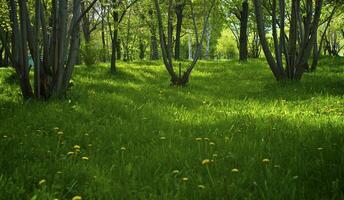 groen gras met geel paardebloemen foto