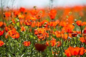 natuurlijk bloem achtergrond. verbazingwekkend visie van kleurrijk rood papaver bloeiend. foto