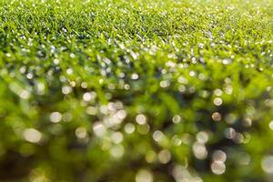 bokeh groen gras natuur foto