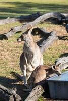 kangoeroe in de nationaal park, brisbane, Australië foto