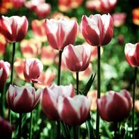 de tulpen, bloeiend in een tuin. kleurrijk bloemen foto