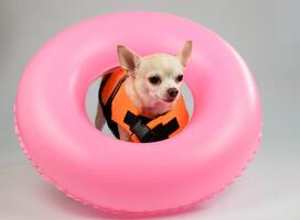 schattig bruin kort haar- chihuahua hond vervelend oranje leven jasje of leven hesje staand in roze zwemmen ring, geïsoleerd Aan wit achtergrond. foto