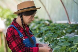 mooie boerenvrouw die aardbeienboerderij controleert foto