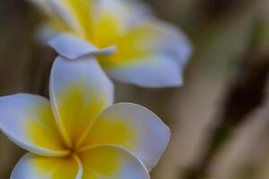 onscherp van mooi geel bloemen foto