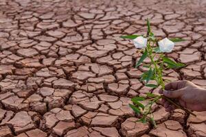 klein wit bloem fabriek groeit in droog bodem met hand- foto