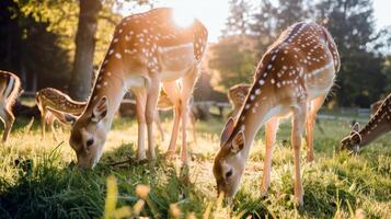 familie van hert begrazing in zonovergoten weide, hun jassen glanzend in de warm zomer zonlicht foto