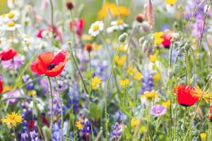 levendig bloemen bloeiend in tuin, weken omhoog de zomer zonneschijn foto