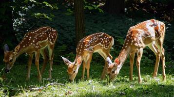 familie van hert begrazing in zonovergoten weide, hun jassen glanzend in de warm zomer zonlicht foto