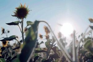 veld- van zonnebloemen zwaaiend voorzichtig in de briesje, hun helder geel bloemblaadjes draaide zich om naar de zon foto