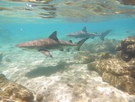 haaien zwemmen in kristal Doorzichtig wateren foto