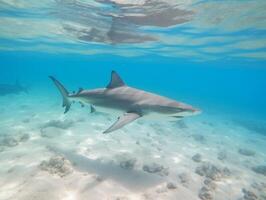 haaien zwemmen in kristal Doorzichtig wateren foto