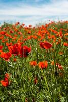 natuurlijk bloem achtergrond. verbazingwekkend visie van kleurrijk rood papaver bloeiend. foto