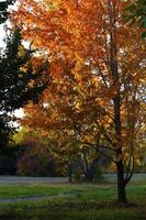 herfst- bomen Aan de zonsondergang in park foto