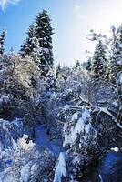 uitstekend vormen van winter natuur foto