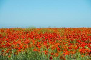 natuurlijk bloem achtergrond. verbazingwekkend visie van kleurrijk rood papaver bloeiend. foto