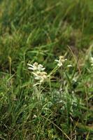 berg bloem, edelweiss foto