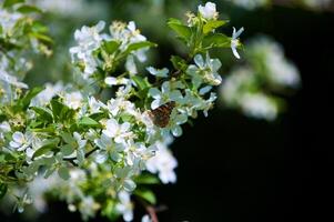 vlinder vanessa io Aan appel boom bloesem foto