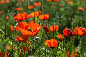 natuurlijk bloem achtergrond. verbazingwekkend visie van kleurrijk rood papaver bloeiend. foto