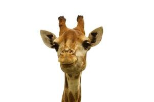 hoofd van een giraffe, safari Aan een dierentuin foto