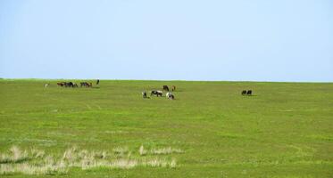 de kudde van paarden is begraasd in steppe foto