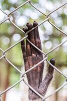 hand- verdrietig gibbon achter de kooi foto