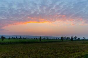 goud en blauw zonsondergang lucht en rijst- velden foto